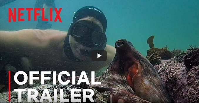 2020 Documentary of the Year – My Octopus Teacher