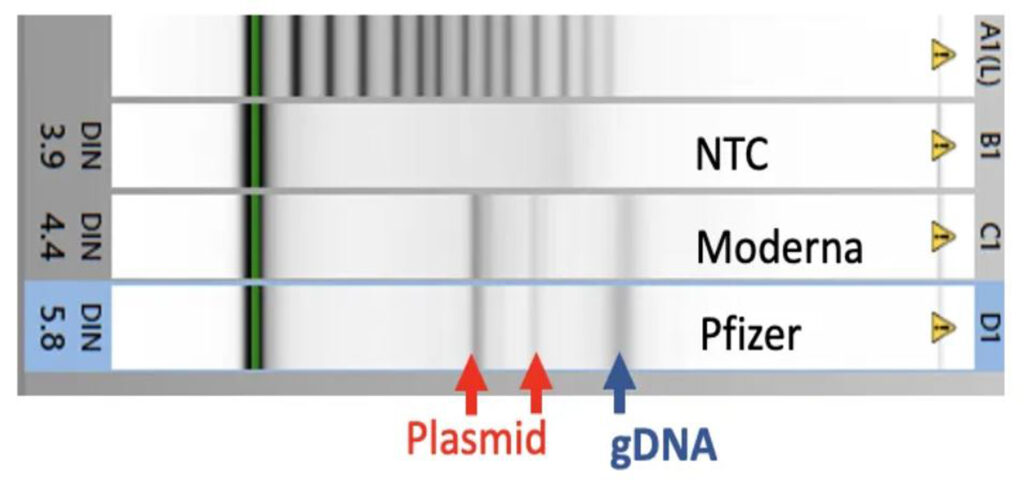 The assay shows the genomic DNA from the E.coli culture as well as two smaller fragments which is DNA from the plasmids.